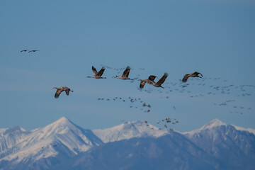 Migrating Greater Sandhill Cranes in Monte Vista, Colorado