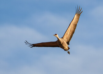 Migrating Greater Sandhill Cranes in Monte Vista, Colorado