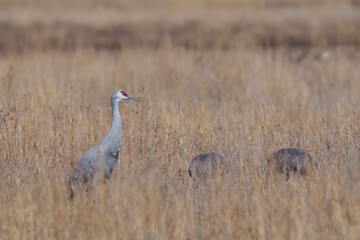 Migrating Greater Sandhill Cranes in Monte Vista, Colorado
