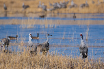 Migrating Greater Sandhill Cranes in Monte Vista, Colorado