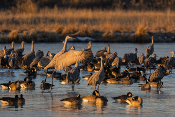 Migrating Greater Sandhill Cranes in Monte Vista, Colorado