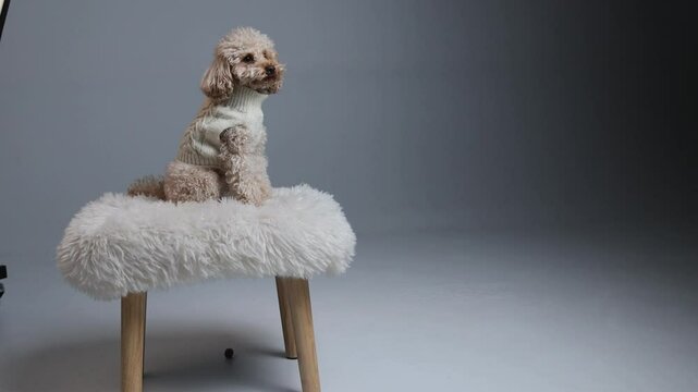 White miniature poodle on a light background. slow motion video of a dog