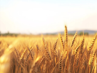 Fototapeta premium A field of ripe, golden wheat stretches towards the horizon. The sky above is a clear, bright blue. The image conveys a sense of warmth and abundance.