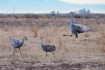 Migrating Greater Sandhill Cranes in Monte Vista, Colorado