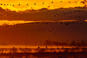 Migrating Greater Sandhill Cranes in Monte Vista, Colorado