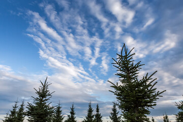 Blue sky with altocumulus and storm clouds over the spruces