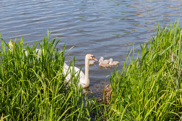 White mute swan family floating next the lake shore