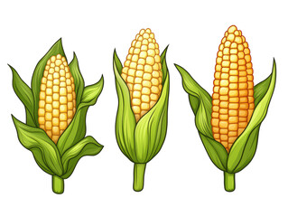 Isolated Three Fresh Corn Cobs with Husks