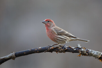 Male House Finch perched on branch