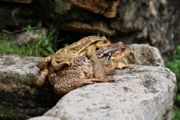 Two Common Toads in Amplexus on a Rock with Lush Green Background in Natural Habitat