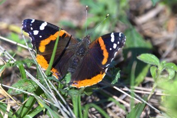butterfly on a flower