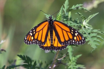 monarch butterfly on a flower
