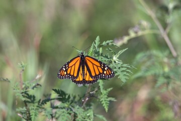 monarch butterfly on a flower
