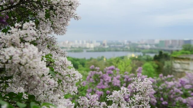 Lilac garden trees at spring time, gardeningm, botany, blossom, 4k macro video