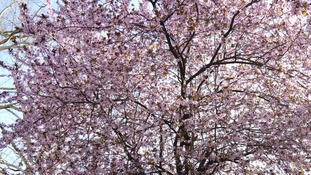Blooming tree