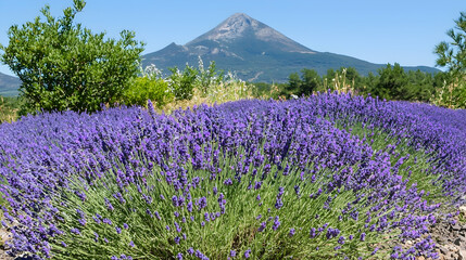 Fototapeta premium Lavender field in bloom, mountain backdrop, summer day, rural landscape, postcard image