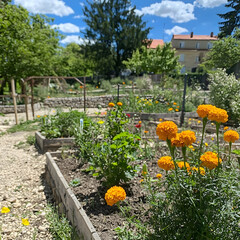 Vibrant community garden thrives under sunny sky, showcasing diverse flowers and vegetables; perfect for sustainable living articles