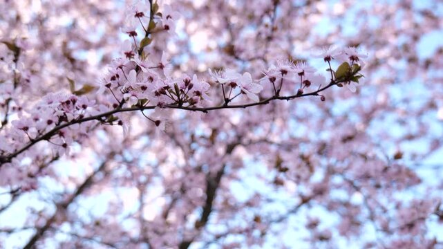 Blooming tree