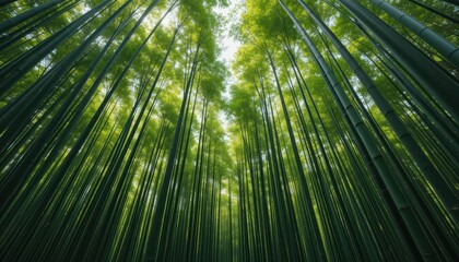 Fototapeta premium Lush Bamboo Forest with Sunlight Filtering Through Green Canopy