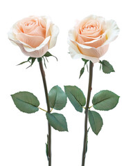 Isolated Two light pink Roses