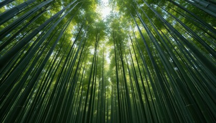 Lush Bamboo Forest with Sunlight Filtering Through Green Canopy