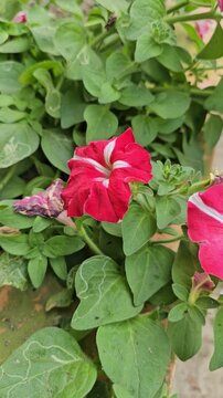 red and white flower in the gerden