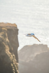 Iceland - Island - Dyrh&oacute;laey - Seagull