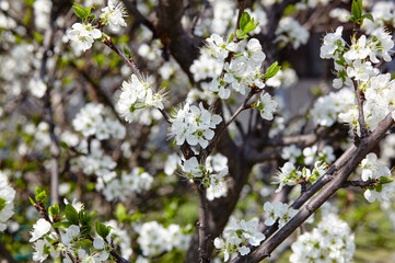 Blooming plum tree in the spring city. Close up of white flowers on a tree. Blurred image, selective focus