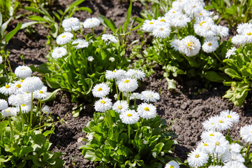 Bellis perennis flowers in open ground. Lush blooming  common garden bellis in city park. Family name Asteraceae, Scientific name Bellis © supersomik