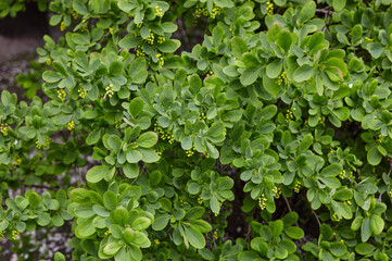 Beautiful unripe barberry bush in the spring garden. Family name Berberidaceae, Scientific name Berberis. Blurred image, selective focus