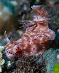 Marbled sea slug with violet border.