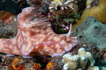 Marbled sea slug with violet border.