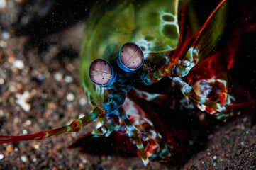 Sea Mantis shrimp.