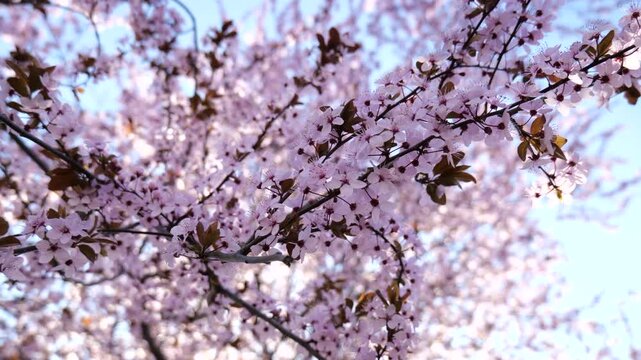 Blooming tree