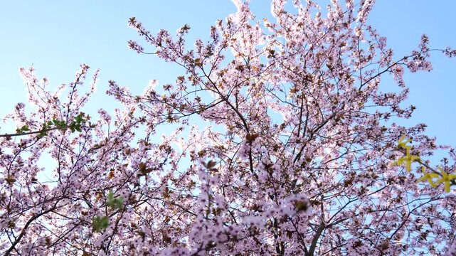 Blooming tree