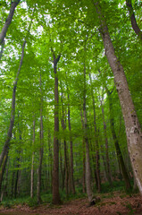 Fototapeta premium Beautiful green forest view. Bushes, trees, path and vines in the forest. Akyazi, Sakarya, Turkey.