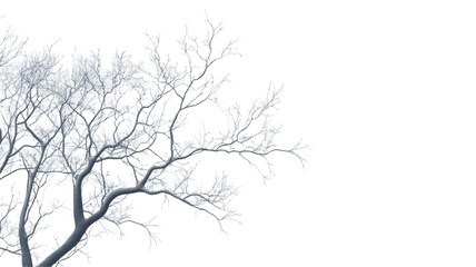 Close-up image of the branches of a bare deciduous tree set against a pure white background. The branches are intricate and spread across the frame, showing a network of thin, dark gray twigs. The