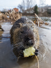 A beaver eating a piece of food in the water