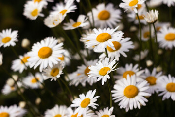 Many flowering large daisies grow in the garden in summer. Beautiful summer background