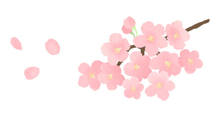 桜の花と花びら