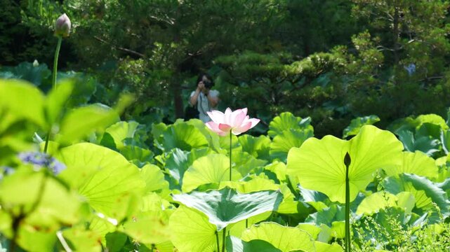 京都、法金剛院、蓮、寺院、浄土式庭園