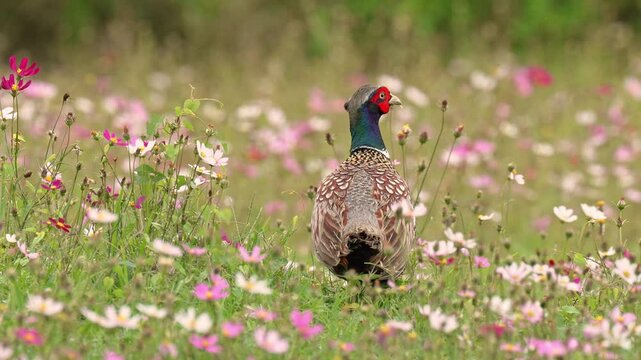 Ring-necked Pheasant male close-up leaving out the frame