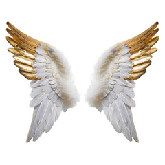 Fototapeta premium White angel wings with gold tips on transparent background