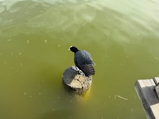 Eurasian Coot (Fulica atra) swimming, in a small lake. The Eurasian coot (Fulica atra), also known...