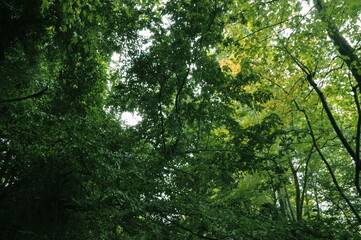 Fototapeta premium Beautiful green forest view. Bushes, trees, path and vines in the forest. Akyazi, Sakarya, Turkey.
