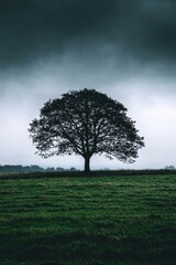 Obraz premium Solitary Tree Under a Stormy Sky