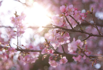 河津桜(逆光3）2025