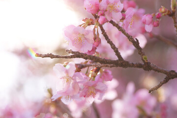 河津桜(逆光4）2025