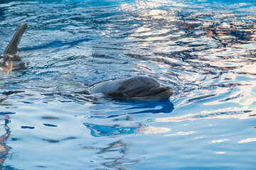 Dolphins surfacing in blue water pool
