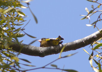 森の中のカワラヒワ